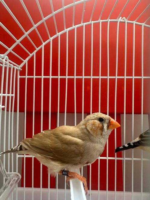 Jonge mannelijke zebravink bruin drager van oranje borst, Dieren en Toebehoren, Vogels | Overige Vogels, Mannelijk, Geringd