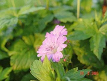 Geranium nodosum en andere beschikbaar voor biedingen