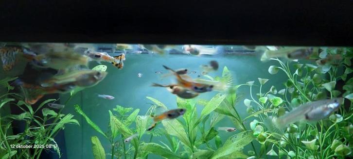 Guppy, Dieren en Toebehoren, Vissen | Aquaria en Toebehoren, Zo goed als nieuw, Gevuld zoetwateraquarium, Ophalen