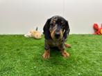 Dwergteckel pups, Dieren en Toebehoren, België, 8 tot 15 weken, Korthaar, CDV (hondenziekte)