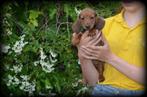 Teckel pups korthaar, Dieren en Toebehoren, Honden | Teckels en Dashonden, België, CDV (hondenziekte), 8 tot 15 weken, Korthaar