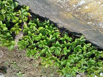 gewortelde aardbeiplanten beschikbaar voor biedingen