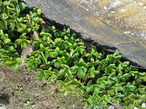 gewortelde aardbeiplanten, Zakelijke goederen, Landbouw | Aardappelen, Groenten, Fruit en Vlees, Ophalen