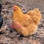 Orpington buff groothoender hen, Dieren en Toebehoren, Pluimvee, Vrouwelijk, Kip