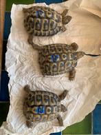 5 Griekse landschildpadden 2018-EINDE SEIZOENSPRIJS 600€, Dieren en Toebehoren, Schildpad, 7 tot 10 jaar