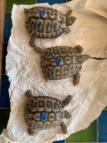 3 Griekse landschildpadden 2018-EINDE SEIZOENSPRIJS 350€ beschikbaar voor biedingen