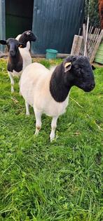 Dorper ram, Dieren en Toebehoren, Mannelijk, Schaap, 0 tot 2 jaar