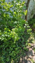 Blackcurrant bushesCassis, Tuin en Terras, Planten | Struiken en Hagen, Ophalen