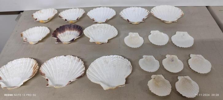 Sint-Jacobs schelpen versch. maten voor hapjes, decoratie..., Huis en Inrichting, Keuken | Servies, Ophalen