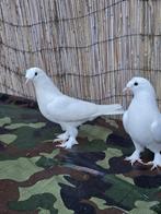 Turkse takla duiven, Dieren en Toebehoren, Vogels | Duiven, Vrouwelijk