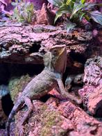 Femelle Gonocephalus chamaeleontinus NC 2024, Animaux & Accessoires, Lézard, Domestique, 3 à 6 ans