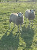 Moeren, Dieren en Toebehoren, Schapen, Geiten en Varkens