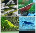 Garnalen beschikbaar