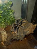 3 tarantula's