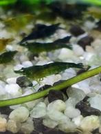 Groen garnalen, Dieren en Toebehoren