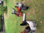 Jpnge marans hanen, Dieren en Toebehoren