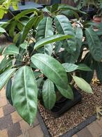 grote plant, Huis en Inrichting, Kamerplanten, Ophalen