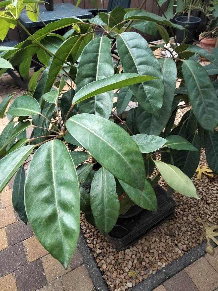 grote plant, Huis en Inrichting, Kamerplanten, Ophalen