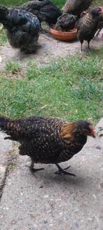 Zottegemse hoen haantjes, Dieren en Toebehoren, Pluimvee