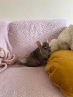 Beige Chinchilla te koop, Dieren en Toebehoren, Ophalen, Kooi, Chinchilla