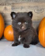 Pomeriaan pom pomeranian dwergkees pups Belgische pups, Dieren en Toebehoren, België, Keeshond, CDV (hondenziekte), 8 tot 15 weken