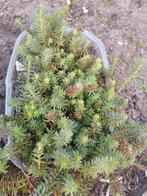 Sedum Sediforme muurpeper, Tuin en Terras, Planten | Tuinplanten, Ophalen, Bodembedekkers, Volle zon, Vaste plant