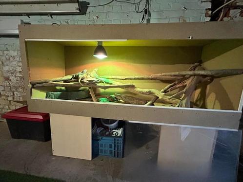 Terrarium met bewoner, Dieren en Toebehoren, Reptielen en Amfibieën | Toebehoren, Gebruikt, Terrarium of Paludarium, Ophalen