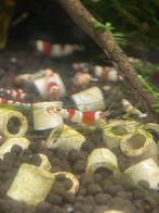 garnalen crystal red, Dieren en Toebehoren, Kreeft, Krab of Garnaal, Zoetwatervis