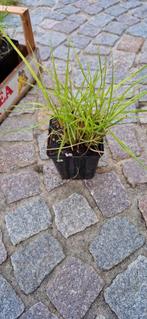 siergrassen Pennisetum hameln, Tuin en Terras, Planten | Tuinplanten, Siergrassen, Ophalen of Verzenden