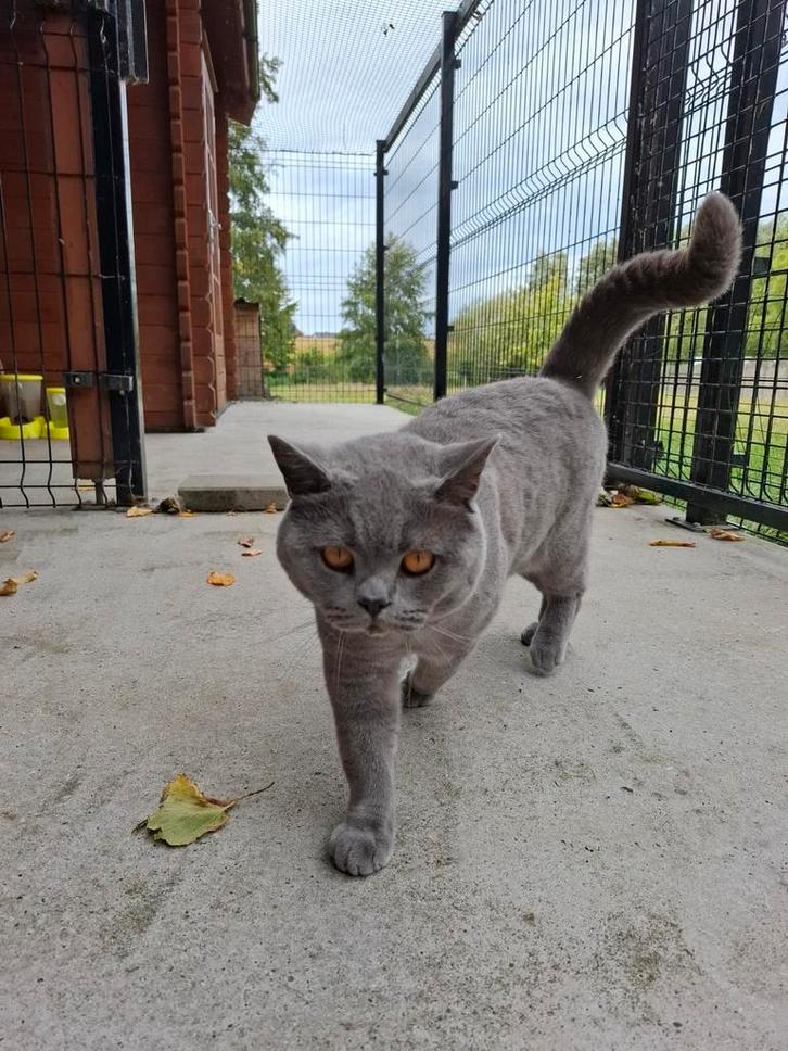 Dekkater Britse Korthaar met stamboom - NIET TE KOOP!, Dieren en Toebehoren, Katten en Kittens | Dekkaters, 3 tot 5 jaar