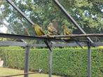 Bergparkieten, Dieren en Toebehoren, Meerdere dieren, Parkiet, Geringd