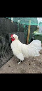 Haantje te koop, Dieren en Toebehoren, Mannelijk, Kip