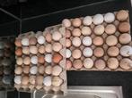 30 x Biologische eieren