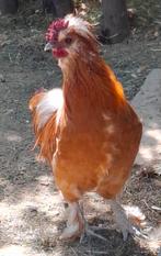Haan gratis, Dieren en Toebehoren, Pluimvee