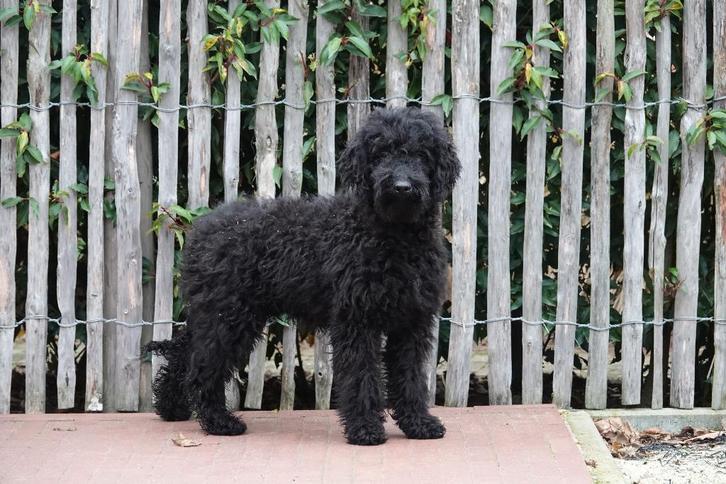 Medium Labradoodle pups (45cm schofthoogte), Dieren en Toebehoren, Honden | Retrievers, Spaniëls en Waterhonden, Meerdere dieren