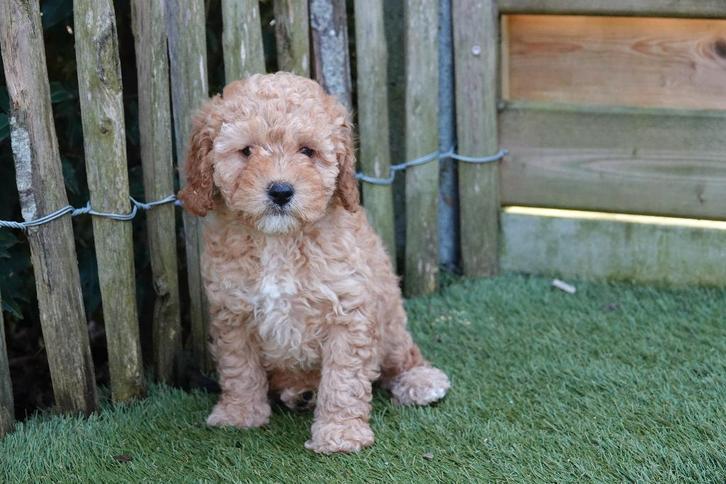 Prachtige dwergpoedel pups, met stamboom (geteste ouders), Dieren en Toebehoren, Honden | Chihuahua's en Gezelschapshonden, Meerdere dieren