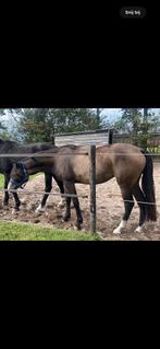 Knappe 3 jarige merrie, Animaux & Accessoires, Chevaux, Jument