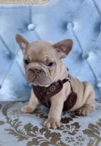 prachtige jongen Franse Bulldog 6 weken oud, Dieren en Toebehoren, Honden | Bulldogs, Pinschers en Molossers, Particulier, Bulldog