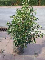 Prunus lusitanica Angustifolia, Jardin & Terrasse, Plantes | Arbustes & Haies, Enlèvement