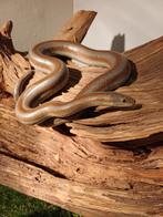 Rosy boa man., Dieren en Toebehoren, Reptielen en Amfibieën