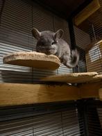 Chinchilla violet koppel, Dieren en Toebehoren, Knaagdieren, Chinchilla, Juni, Meerdere dieren, Tam