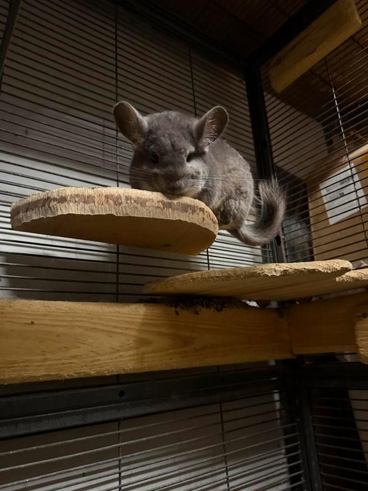 Chinchilla violet koppel, Dieren en Toebehoren, Knaagdieren, Meerdere dieren, Chinchilla, Juni, Tam