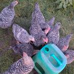 Jonge mechelse zware koekoek hanen, Dieren en Toebehoren, Konijnen