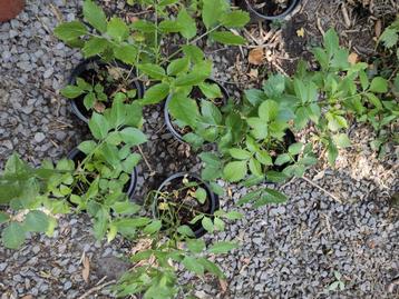 vlierplanten beschikbaar voor biedingen