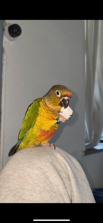 Conure femelle EAM (LIEGE)