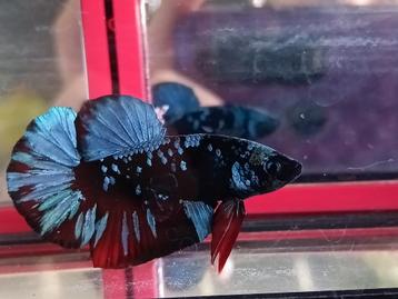 Betta man blue red galaxy plakat beschikbaar voor biedingen