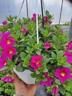 Hangpotten, Tuin en Terras, Ophalen