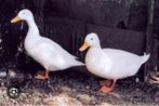 Gezocht: broedeieren witte eend, Dieren en Toebehoren, Eend