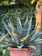 Agaven, Tuin en Terras, Planten | Tuinplanten, Volle zon, Vaste plant, Bloeit niet, Ophalen
