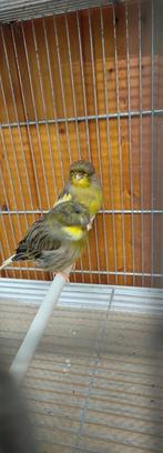 canari, Dieren en Toebehoren, Ophalen